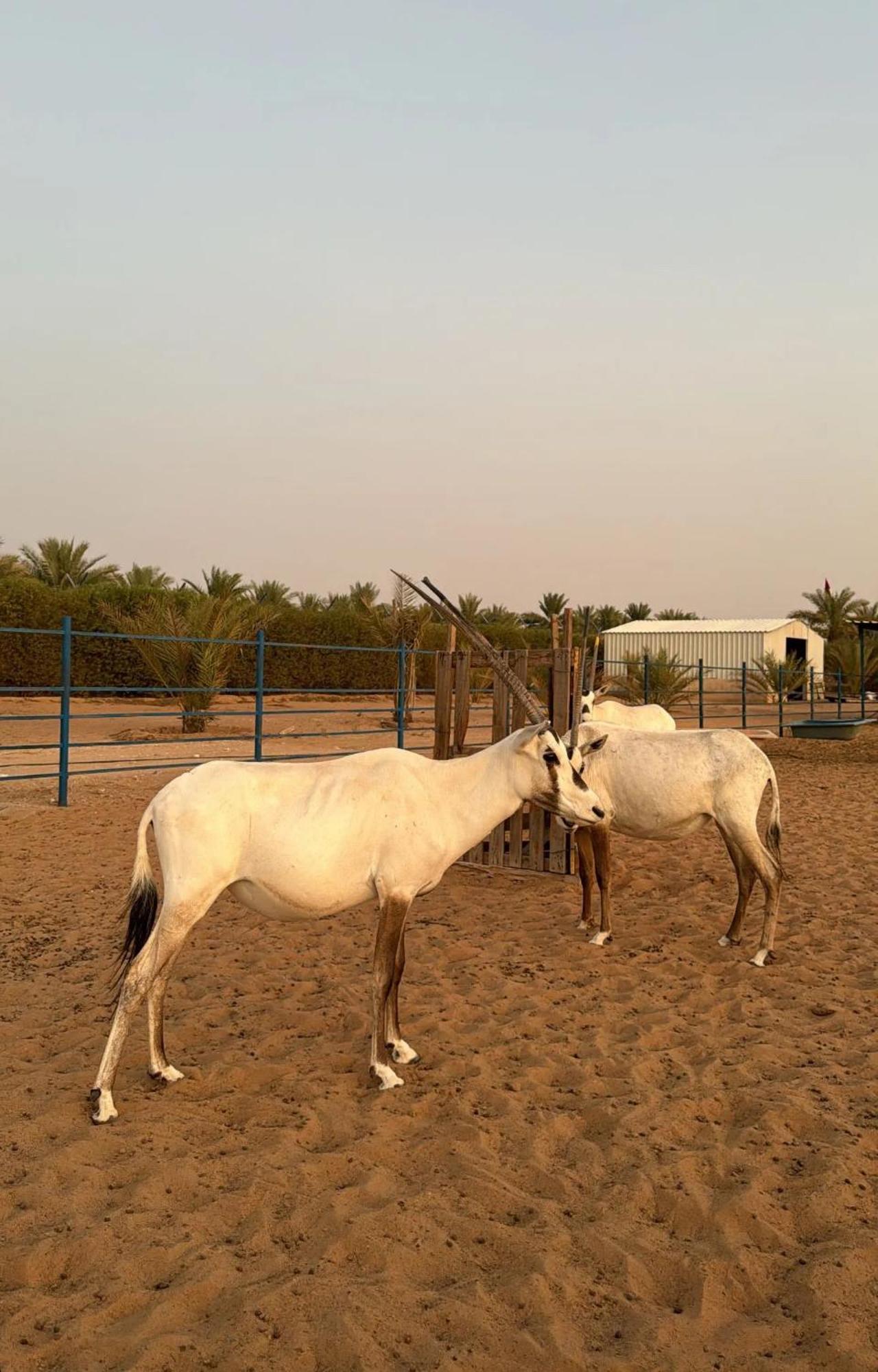 The Palme Resort Al Ain Exterior photo